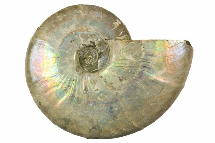Silver Iridescent Ammonite (Cleoniceras) Fossil - Madagascar #323463